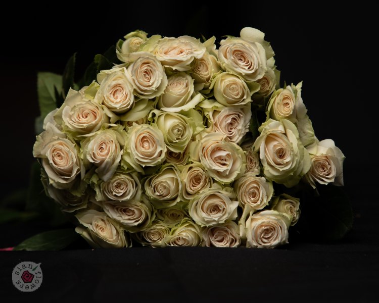Pink Roses